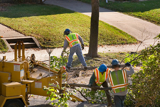 Professional  Tree Services in Coulee Dam, WA